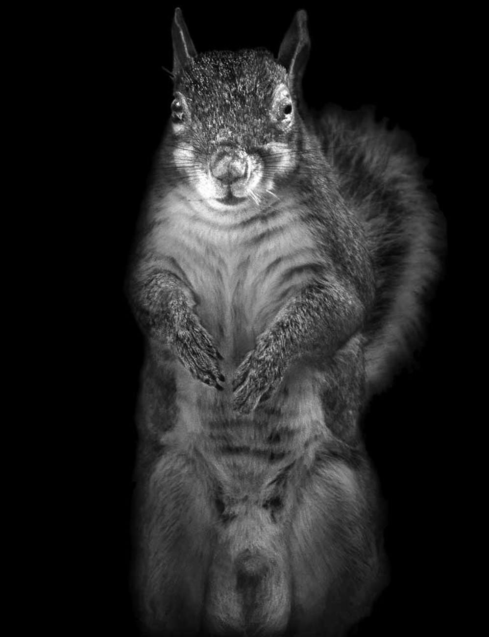 Gray-Squirrel-2014.-131×167-mm.-Copyright-Elliot-Ross-WebEdit-2