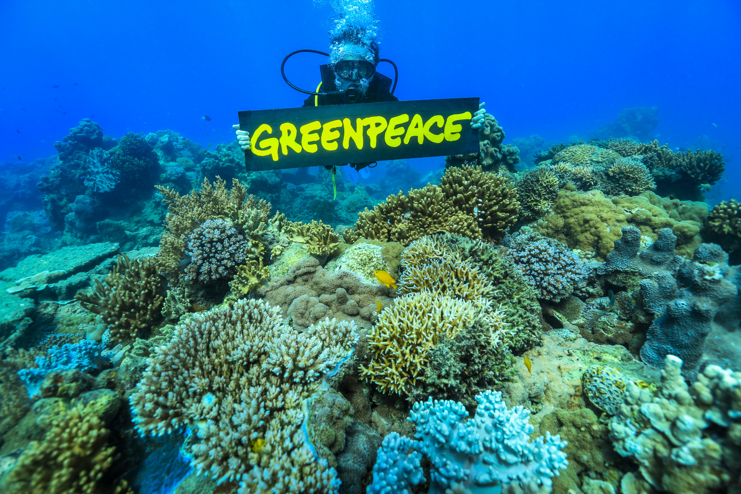 CourageWorks Campaign Dive in the Great Barrier Reef
